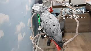 회색앵무새 다미 &#39;&#39;고마해라니까&#39;…