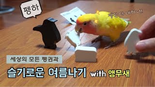 세상의 모든 펭귄과 슬기로운 여름나기 (with앵무새)