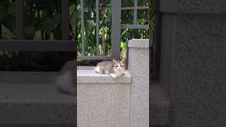 길고양이 미묘와 앵무새 한스마카우의 기묘한 동거 가능할…