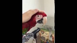 홍금강 앵무새 키우기 하루일과