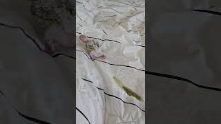 Should I laugh or cry? #birds #parrot #cute #fyp #shorts #pets #animals #코뉴어 #conure #앵무새카페