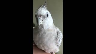 우리집 겁많은 왕관 앵무새도 한번 찍어봤어요.