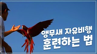 앵무새 자유비행 훈련 시작, 한국 자유비행클럽