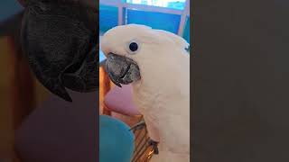 #코카투#앵무새#랄라#앵무#앵무새 카페#귀여운앵무새#큰 앵무새