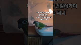 사랑앵무 아기 새를 처음 본 코뉴어 A historic first meeting #birds #앵무새영상 #parrot #동물키우기 #앵무새키우기 #코뉴어 #conure