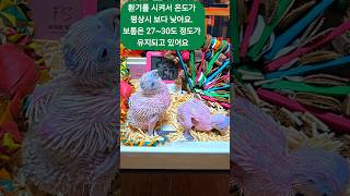 아기 듀컵 코카투 #birdslover #parrot …