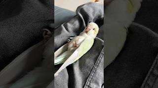 아기 앵무새가 쉬는법 ☀️ #퀘이커 #퀘이커앵무비비