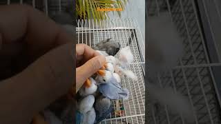 애니팜앵무새농장 Agapornis #parrot #bi…