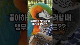 앵무새가 좋아하는걸 뺏으려고 하면 안되는 이유 #윙스패밀리 #할리퀸마카우마르코 #아빠미워