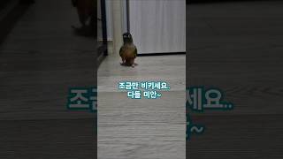 코뉴어앵무새#하랑이#하봉이#parrot#cute