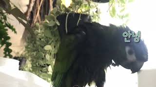 #한스마카우 #안녕 #앵무새 안녕말하기