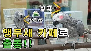 [수다쟁이 회색앵무 코코] EP17. 앵무새 카페에서 …