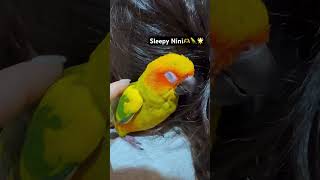 #cutebirds #mypet #nini #sunconure #sunconurebird #썬코뉴어 #金太陽 #healing #힐링영상