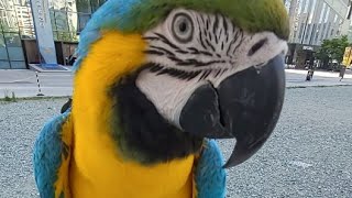 청금강앵무새 루카랑 아침훈련하러