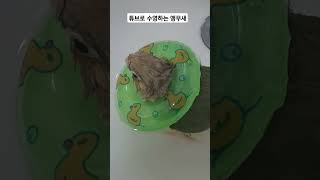 튜브로 목욕을 즐기고있어요#블루파인애플코뉴어#코뉴어#앵…