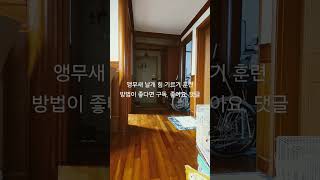 앵무새 날개 힘 기르기 및 날아다니는 훈련 시키기 #반려동물 #반려조 #birds #parrot #코뉴어앵무새 #루티노퀘이커