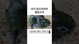 아기 한스마카우 울음소리