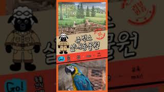 #쥬벅스 #행복이넘치는동물원 #실내동물원 #청금강앵무새 #안녕하세요 #가볼만한곳 #인천핫플 #인천가볼만한곳 #동물의숲