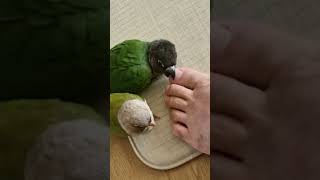 나의 애완조 코뉴어를 소개합니다. #birds #잉꼬 …