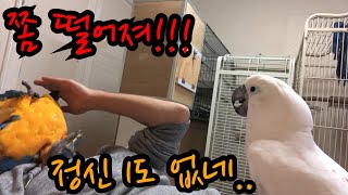 앵무새는 한마리만 키우세요! 1마리 2마리 3마리 비교