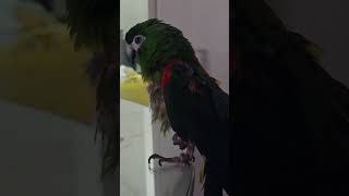 #앵무새 #한스마카우 @13세. 남자. 이름: 지루비. 영상:  내가 온라인 공부 중인데 꾸벅꾸벅 졸고 있다. 루비야 다음 세상에는 꼭 사람으로 태어나서 누나랑 함께 공부하자.