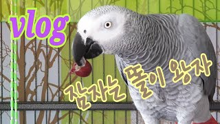 잠자는솦속의왕자똘이 [연구대상앵무새똘이]