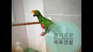 뉴기니아 앵무새 연두의 즐거운 목욕시간