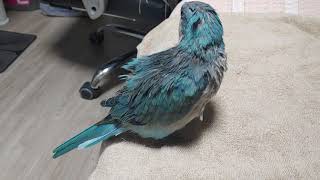 퀘이커의 몸털기