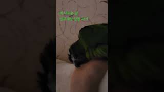 [한스마카우] 비 내리는 날 앵무새랑 낮잠자기 #앵무새 #한스마카우 #반려동물 #반려조 #귀여운동물 #animal #parrot #hansmacaw