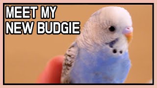 귀여운 애완동물 사랑앵무새 새끼 입양/ 분양했어요 앵무…