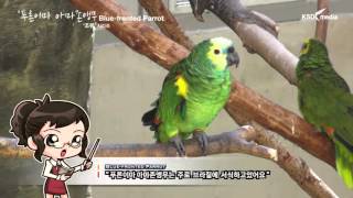 푸른이마 아마존앵무