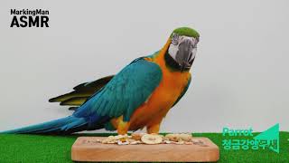 (ASMR) 청금강앵무새 Parrot Eating