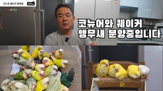 코뉴어와 퀘이커 앵무새 분양중입니다