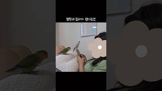 [8배속] 앵무새 집사의 휴식이란?