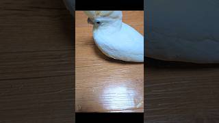 듀컵 코카투예요. #birdslover #parrot …