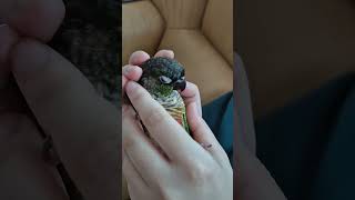 코뉴어앵무새#하봉이#하랑이#parrot#cute