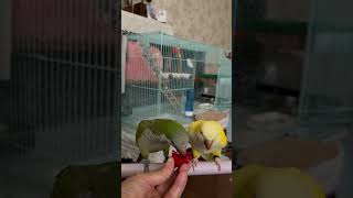 방토 파먹기 #앵무새 #퀘이커 #parrot #방울 토마토