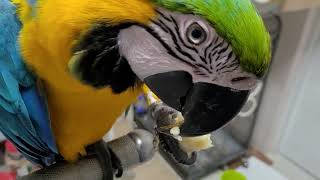 청금강앵무새 바나나 먹방 (루카)
