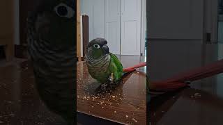 누릉지 간식먹방#앵무새#parrot  #코뉴어 #conure#누룽지