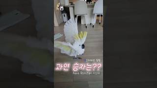 새와 개의 싸움!!!!! 과연 승자는??…