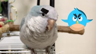 eng) 앵그리버드! 거울 보고 화난 앵무새? Angr…