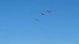 #한강야생조류생태공원 #마카우자유비행 #앵무새 앵무새 …