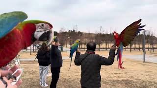 [루카의모험] 금강앵무새 자유비행 하늘과 하나 되는 루카의 비행