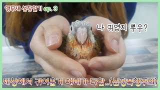 코뉴어 앵무새 성장 과정!!(민둥산이 커가는 과정)_세젤귀!BAAM!! Conure Growing Stages