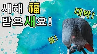 [수다쟁이 회색앵무 코코] EP31. 새해 복 받으세요…