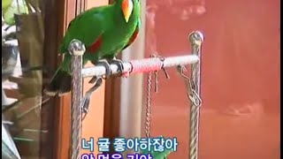[앵무새] 제리 - 모닝와이드
