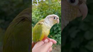 코코가 트랄레오트랄랄라를?#유행챌린지#코뉴어#앵무새#말하는앵무새