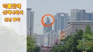 이틀만에 산책나와서 신나게 나는 청금강앵무새 루카