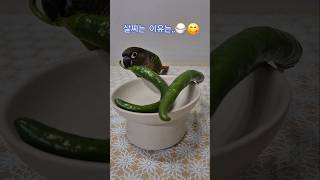 특별간식비타민C 많은 고추#코뉴어앵무새#하랑이#하봉이#…