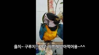 청금강앵무새 청군이 이유식하기 Macaw parrot …